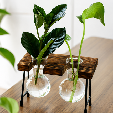 Coslifestore Glass Plant Holder with Wooden Stand (Model A)